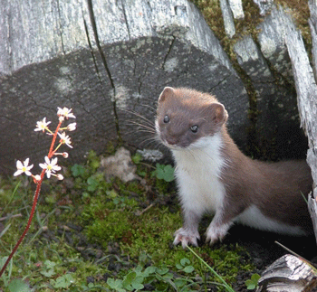 weasel